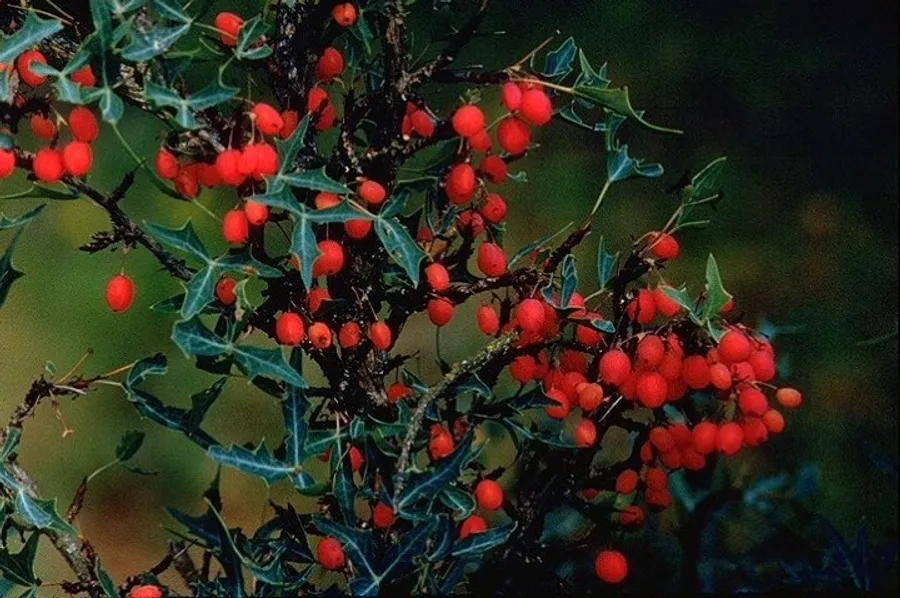 Agarita (Mahonia trifoliolata)