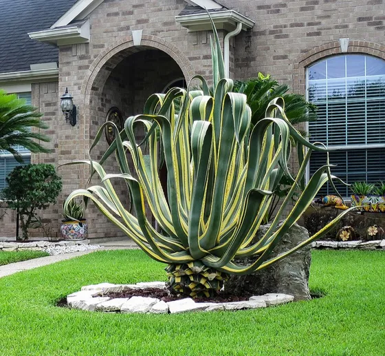 Agave (Agave americana)