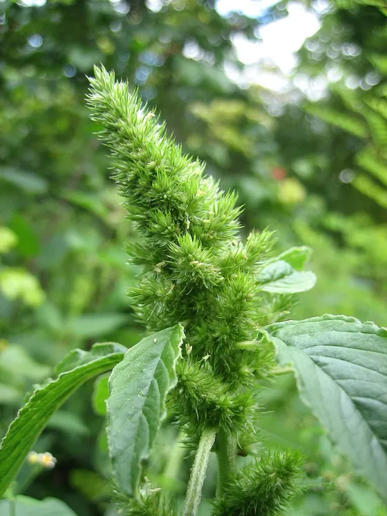 Amaranth (Amaranthus retroflexus)