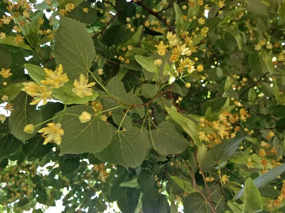 American Basswood (Tilia americana)