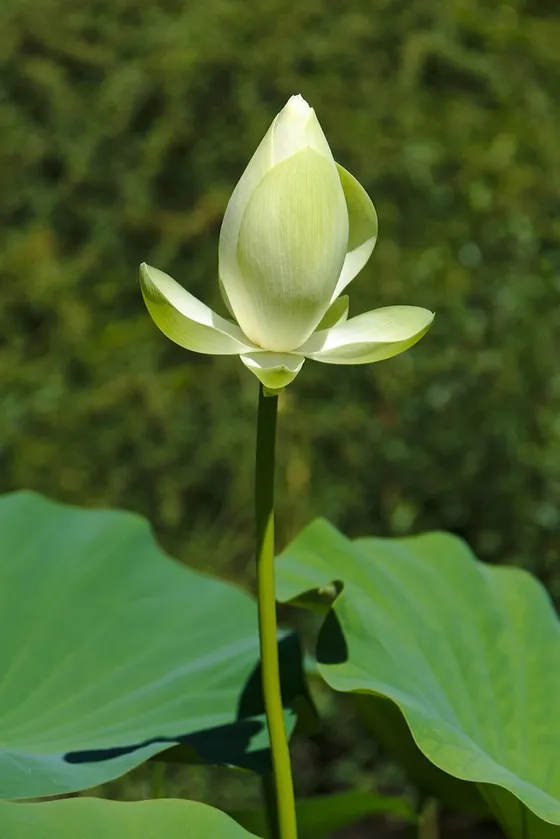 American Lotus (Nelumbo lutea)