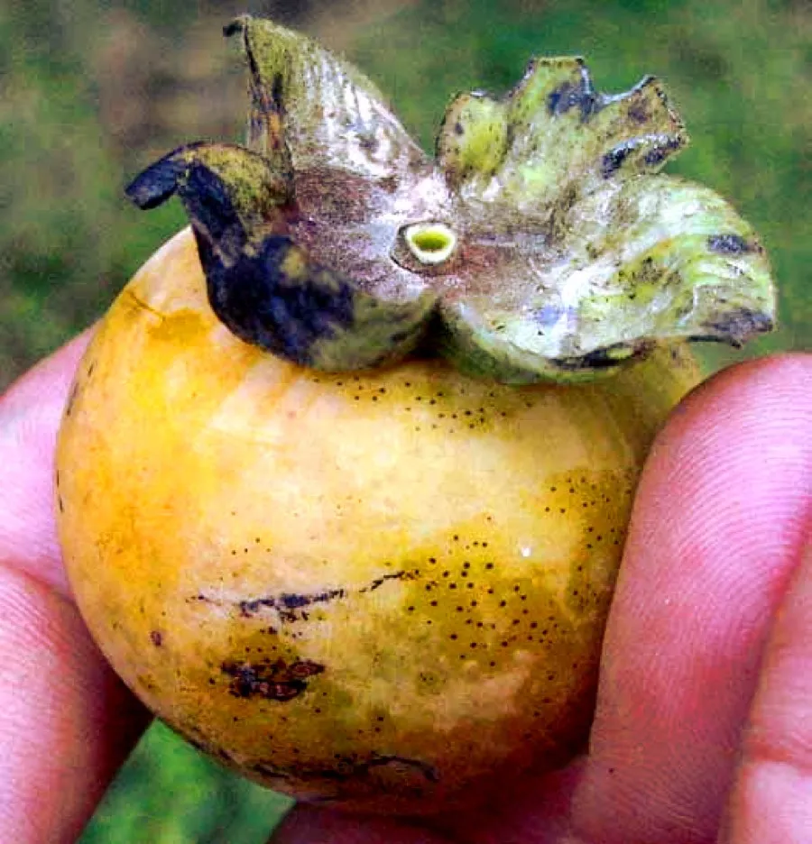 American Persimmon (Diospyros virginiana)