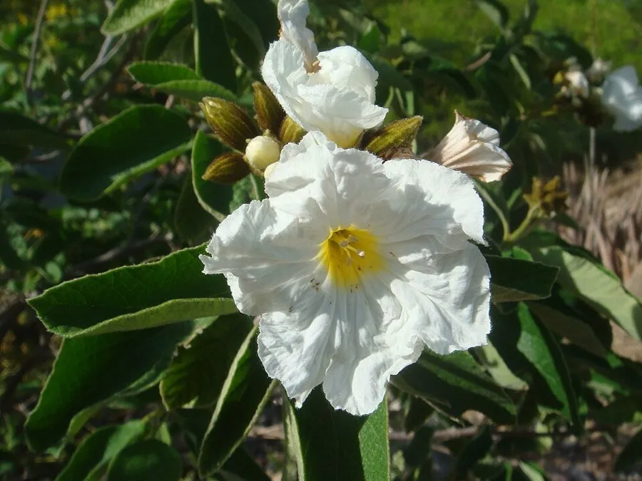 Anacahuita (Cordia boissieri)