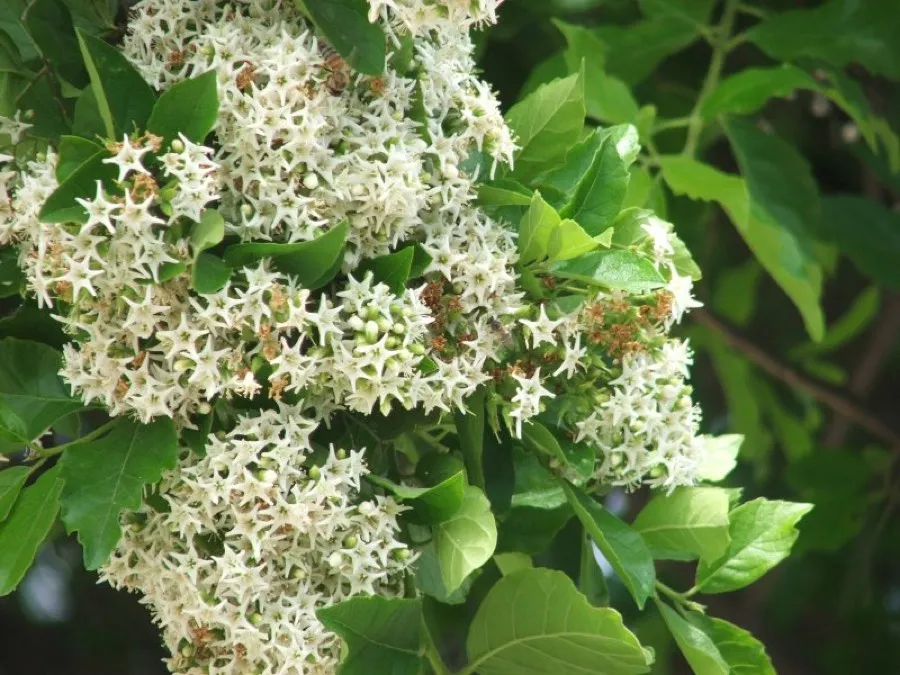 Anacua (Ehretia anacua)