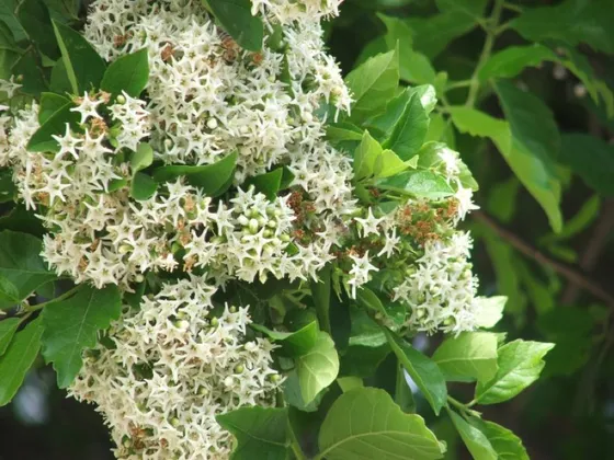 Anacua (Ehretia anacua)