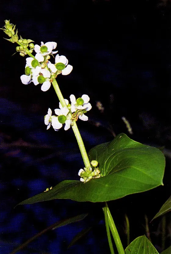 Arrowhead (Sagittaria latifolia)