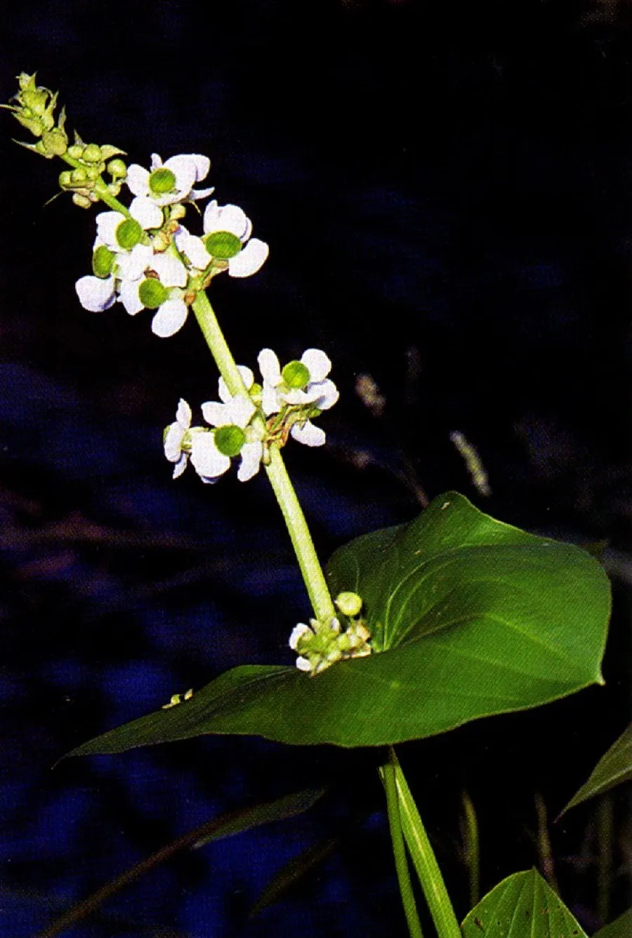 Arrowhead (Sagittaria latifolia)