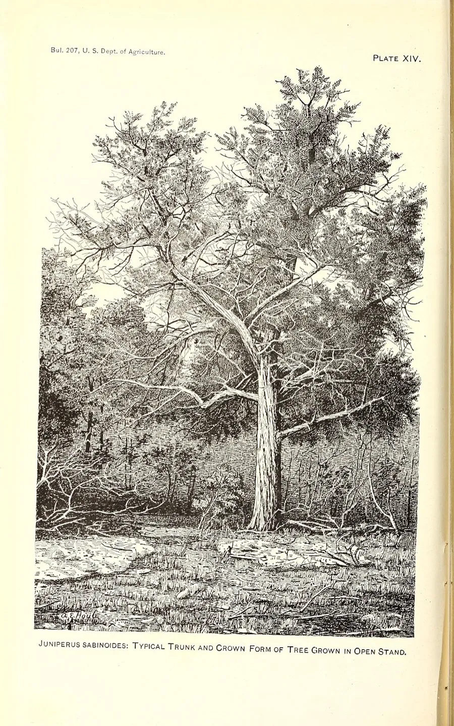 Ashe Juniper (Juniperus ashei)