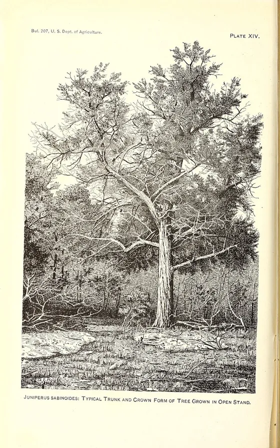 Ashe Juniper (Juniperus ashei)