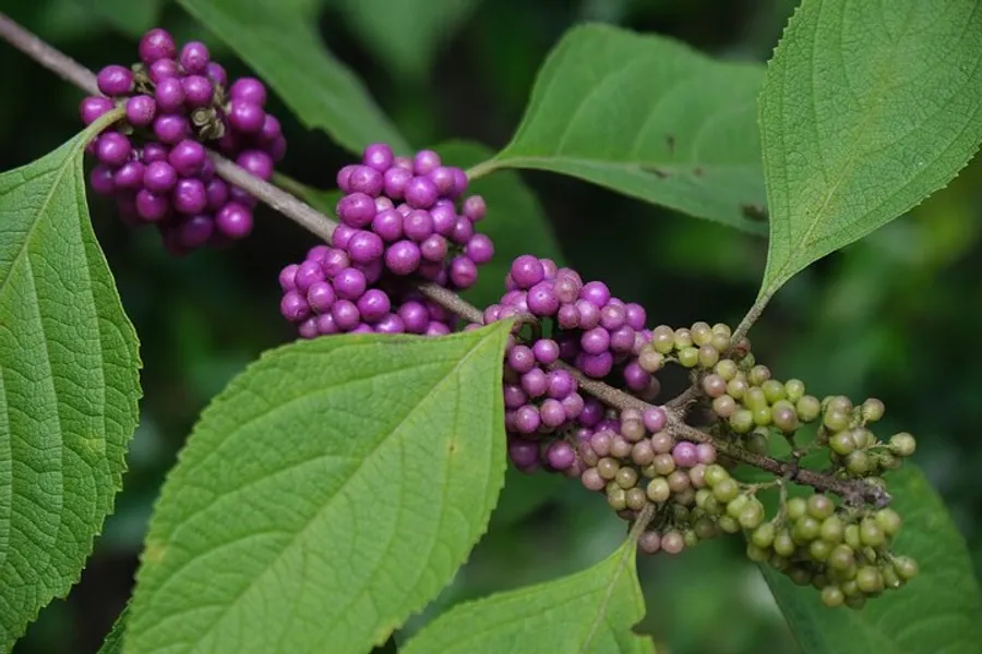 American Beautyberry (Callicarpa americana)