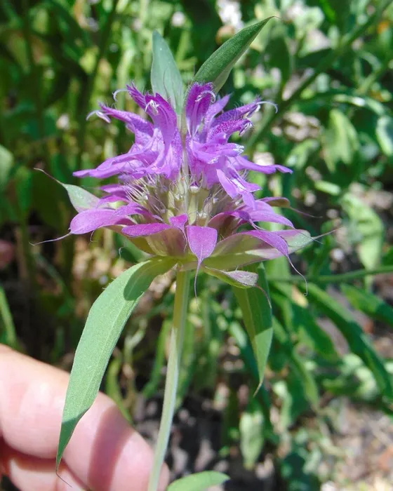 Lemon Beebalm (Monarda citriodora)
