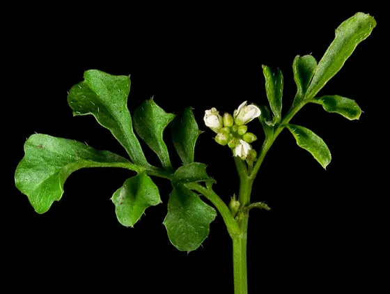 Hairy Bittercress (Cardamine hirsuta)