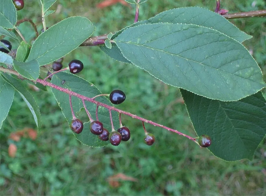 Black Cherry (Prunus serotina)