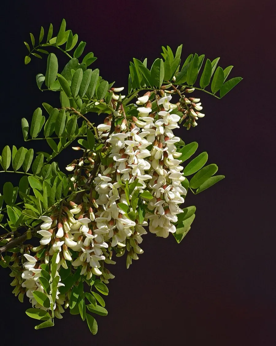 Black Locust (Robinia pseudoacacia)