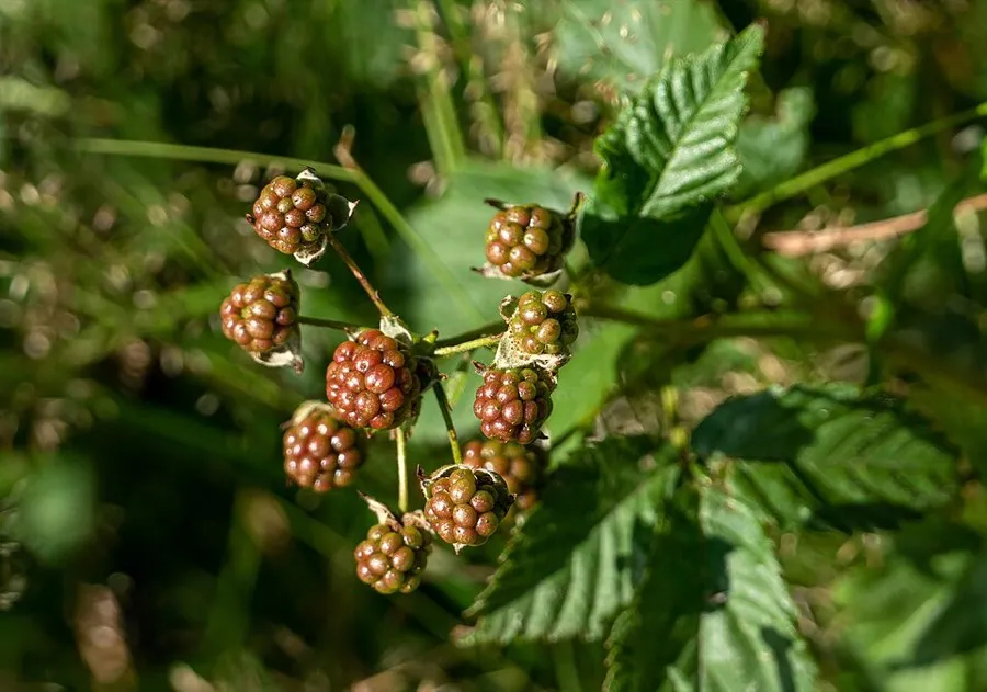 Southern Blackberry (Rubus argutus)