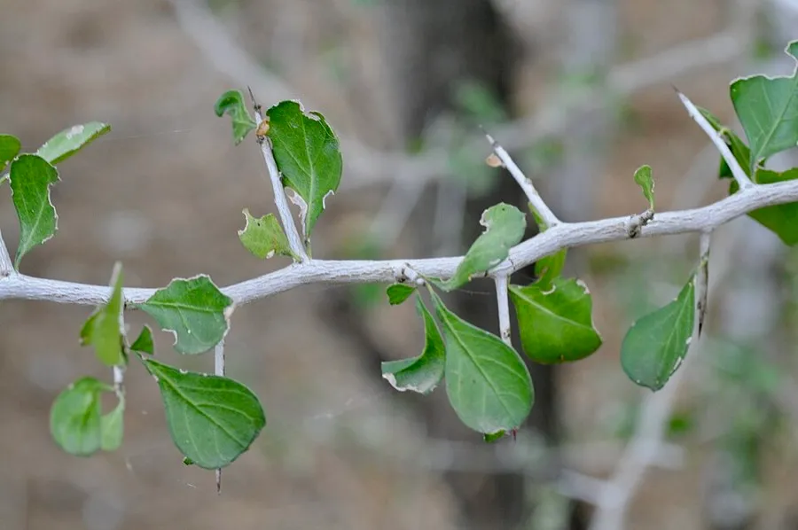 Brasil (Condalia hookeri)