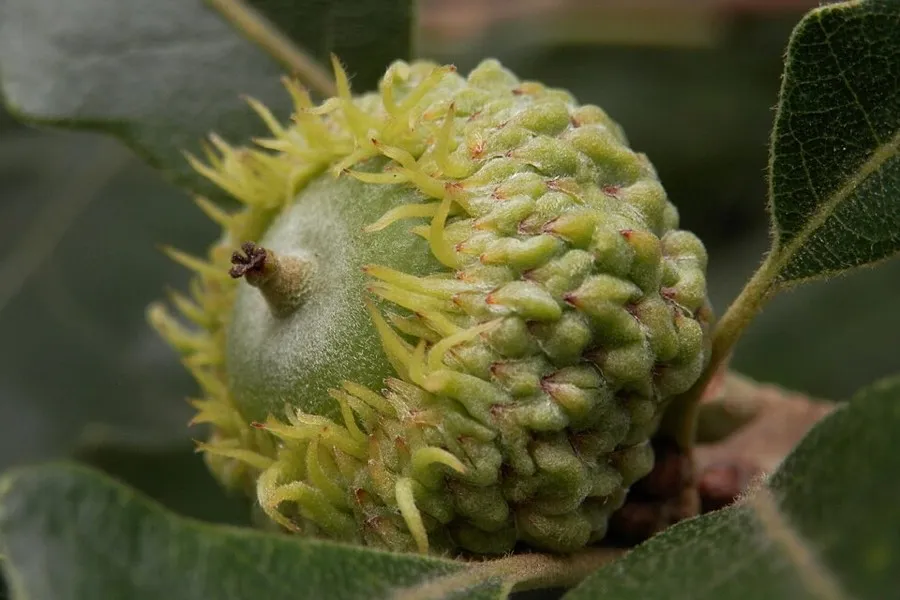 Bur Oak Acorn (Quercus macrocarpa)