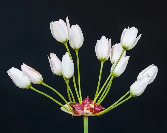 Canada Wild Onion (Allium canadense)