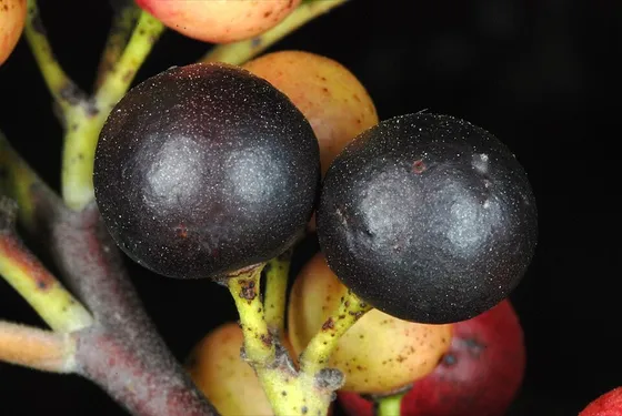 Carolina Buckthorn (Frangula caroliniana)