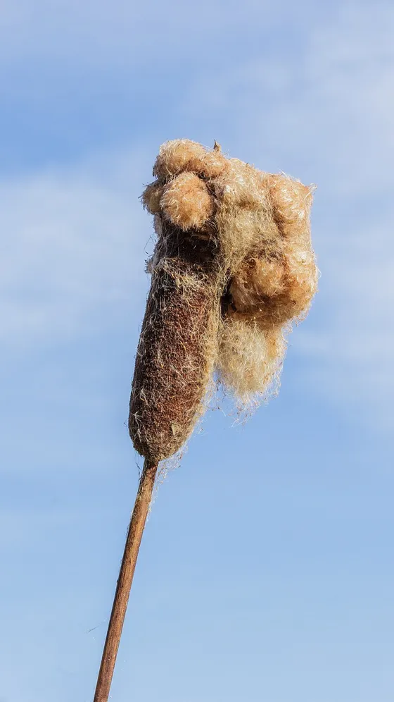 Cattail (Typha latifolia)