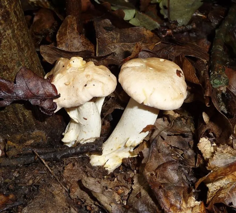 Chanterelle (Cantharellus texensis)