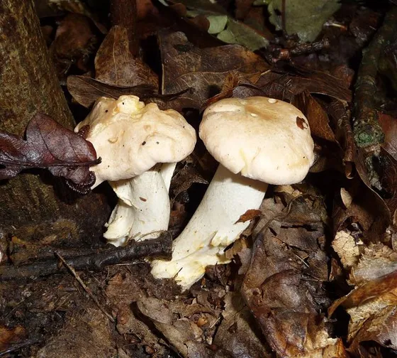 Chanterelle (Cantharellus texensis)
