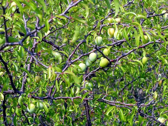 Chickasaw Plum (Prunus angustifolia)
