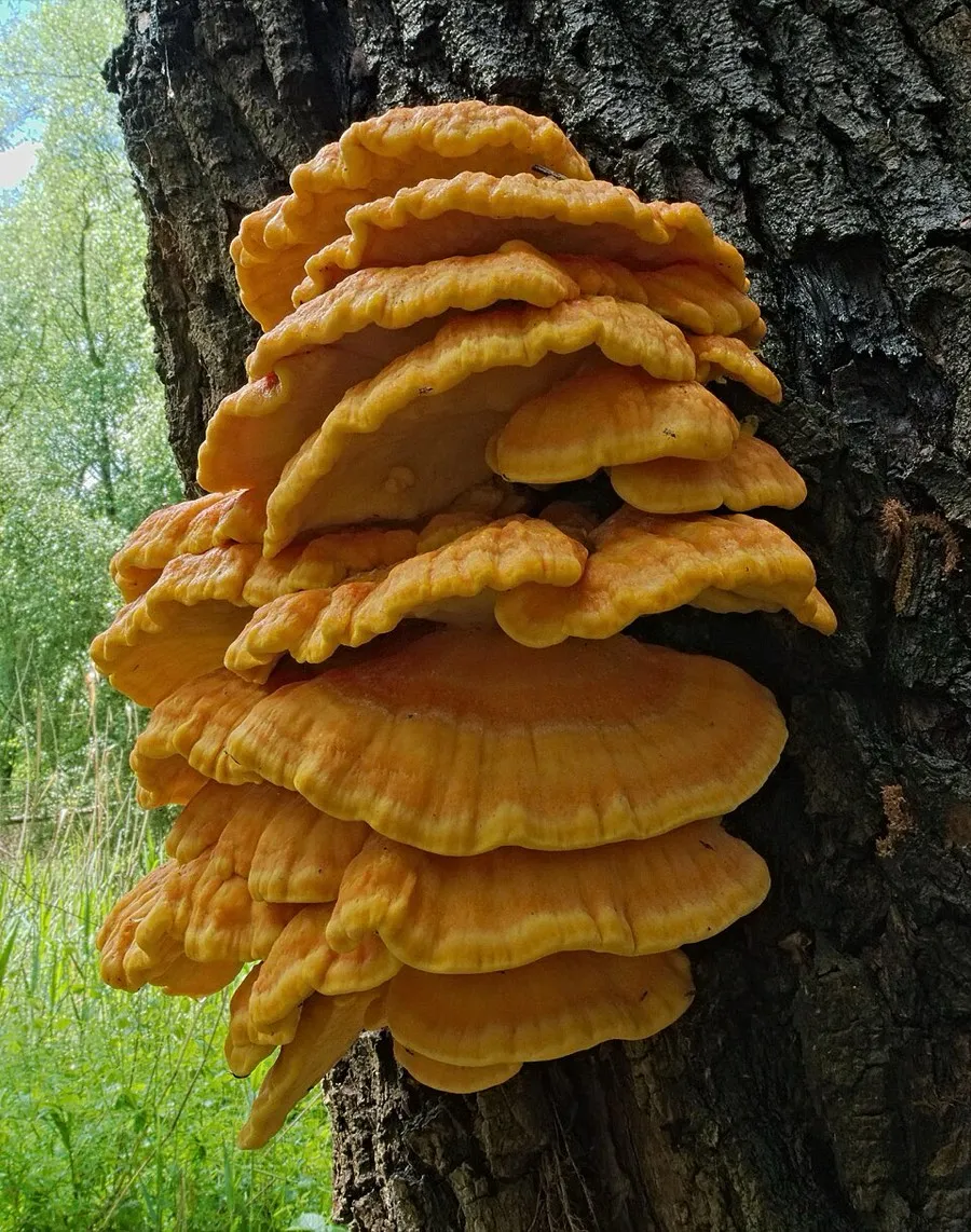 Chicken of the Woods (Laetiporus sulphureus)
