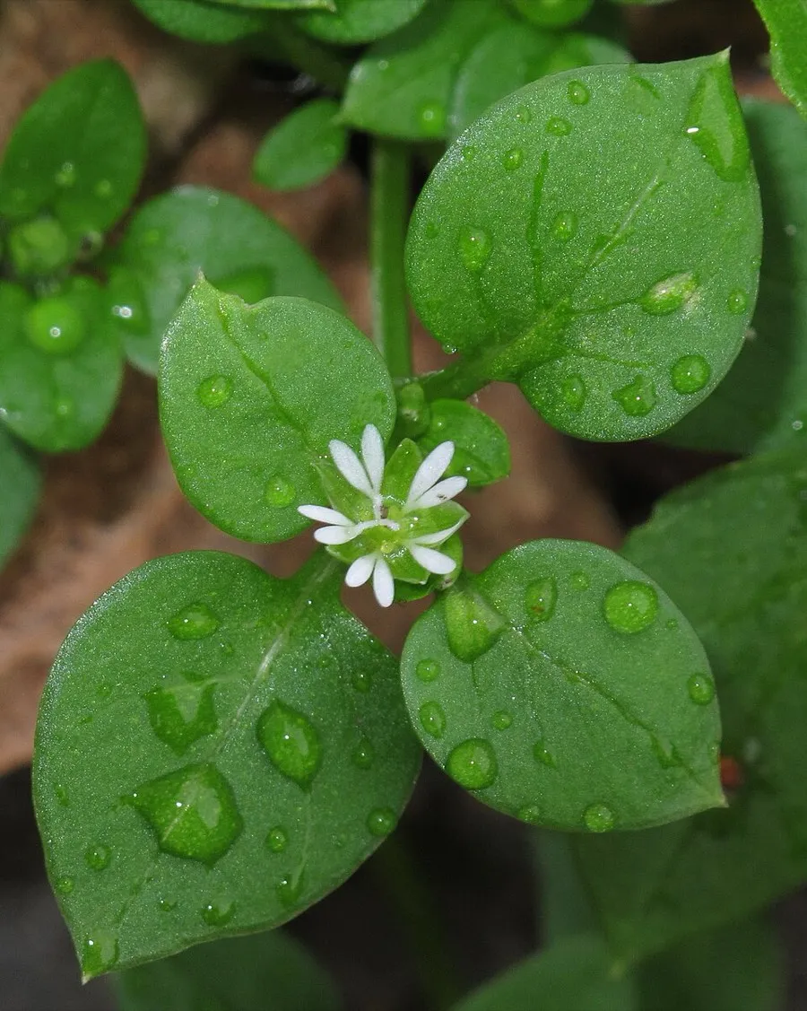 Chickweed (Stellaria media)