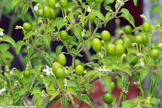 Chile Pequin (Capsicum annuum var. glabriusculum)