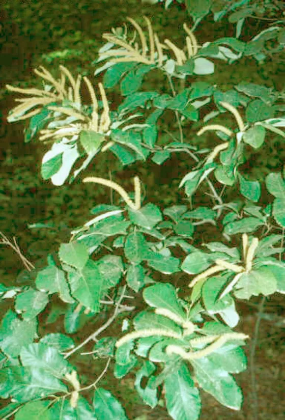 Chinquapin (Castanea pumila)