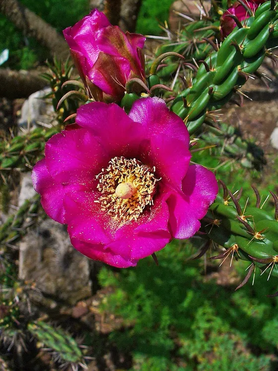 Cholla Buds (Cylindropuntia imbricata)