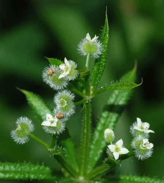 Cleavers (Galium aparine)