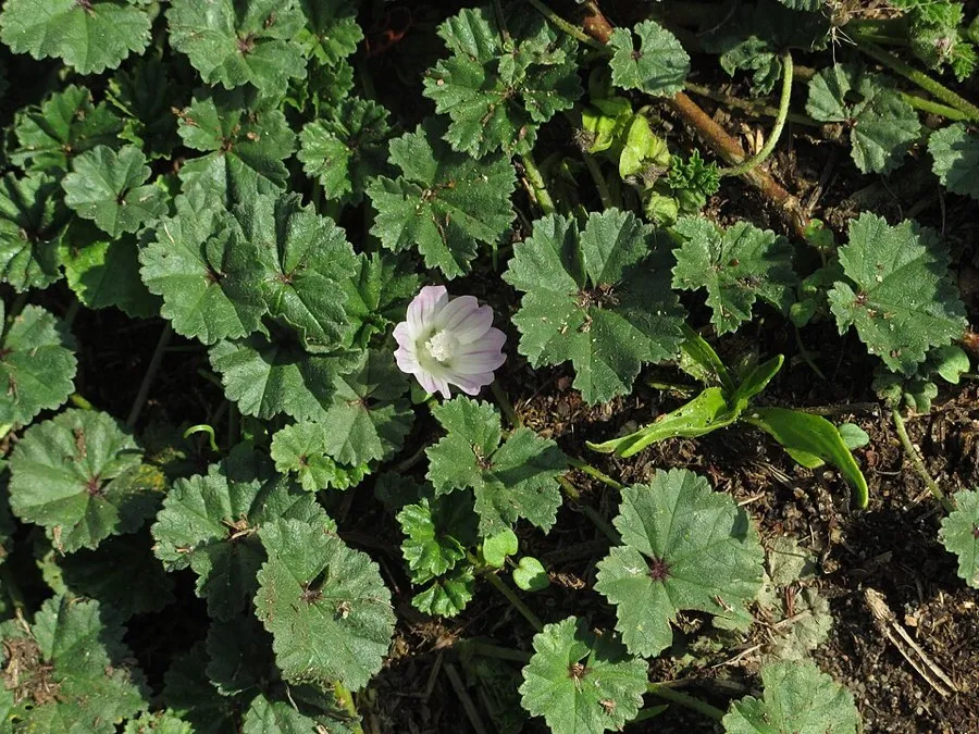Common Mallow (Malva neglecta)