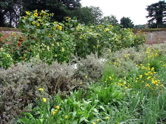 Common Sunflower (Helianthus annuus)