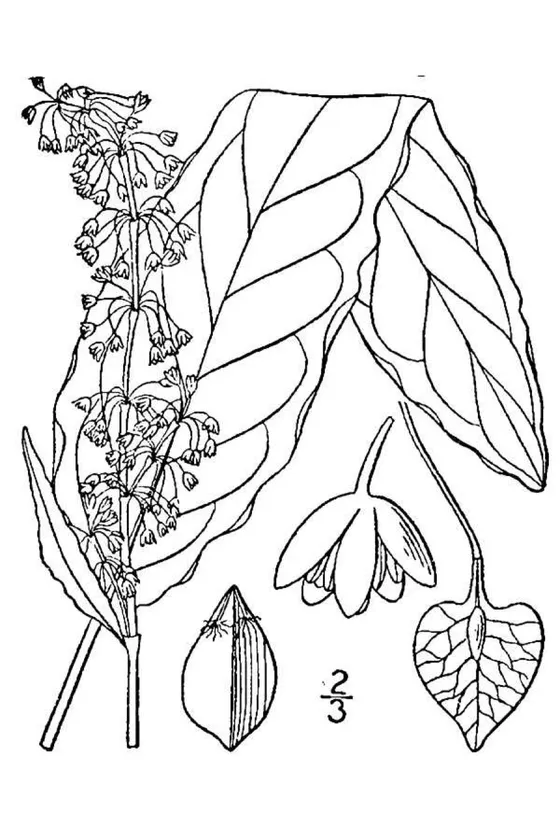 Curly Dock (Rumex crispus)