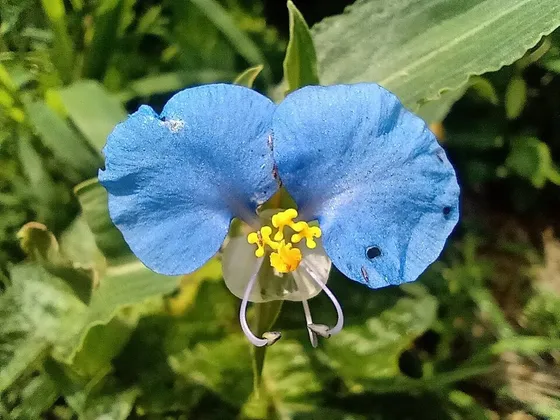 Dayflower (Commelina erecta)