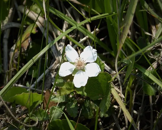 Dewberry (Rubus trivialis)