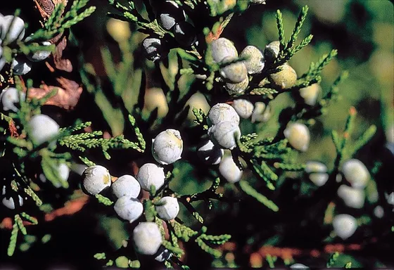 Eastern Redcedar (Juniperus virginiana)