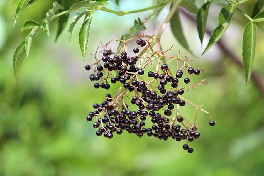 Elderberry (Sambucus canadensis)