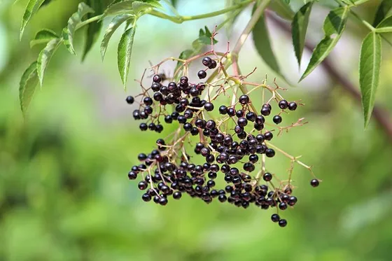 Elderberry (Sambucus canadensis)