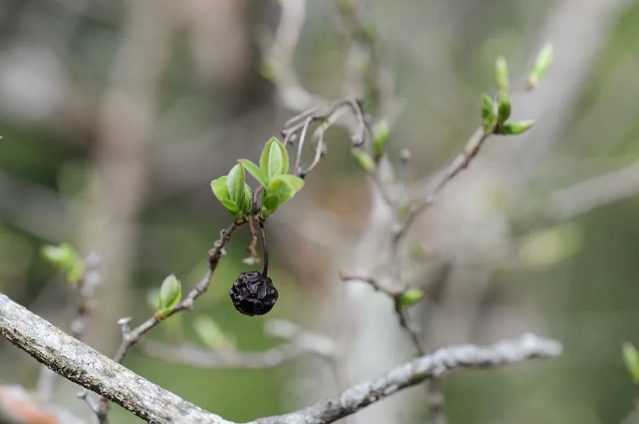 Farkleberry (Vaccinium arboreum)