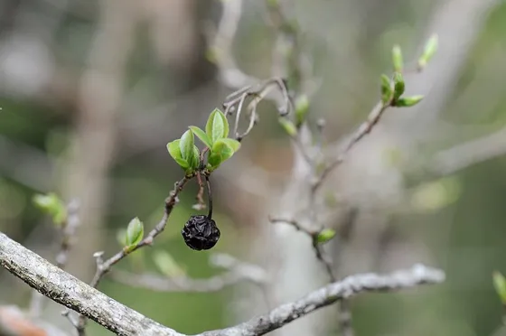 Farkleberry (Vaccinium arboreum)