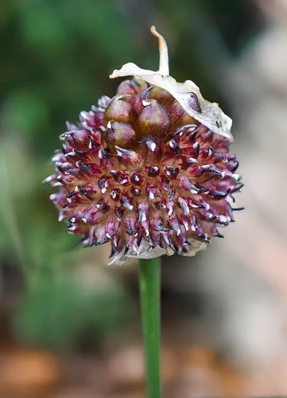 Field Garlic (Allium vineale)