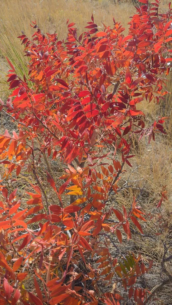 Flameleaf Sumac (Rhus lanceolata)