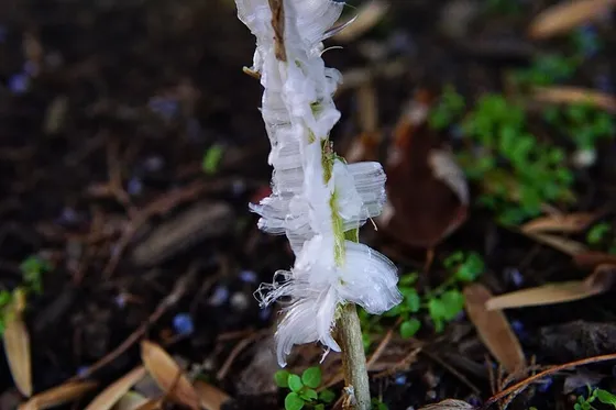 Frostweed (Verbesina virginica)