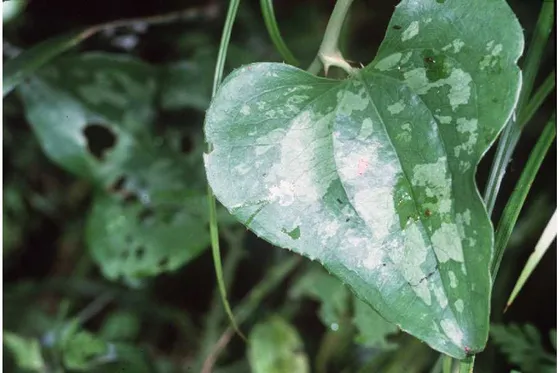 Greenbrier (Smilax bona-nox)