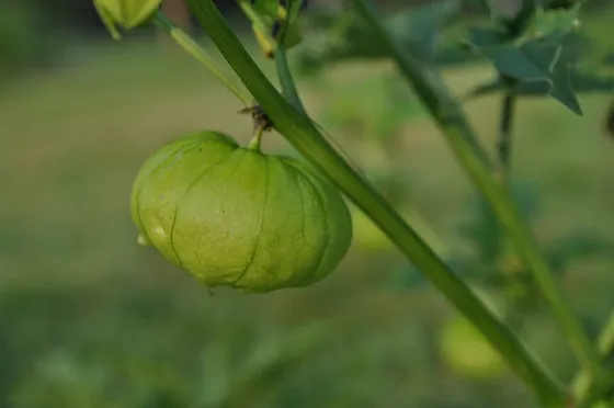 Ground Cherry (Physalis longifolia)