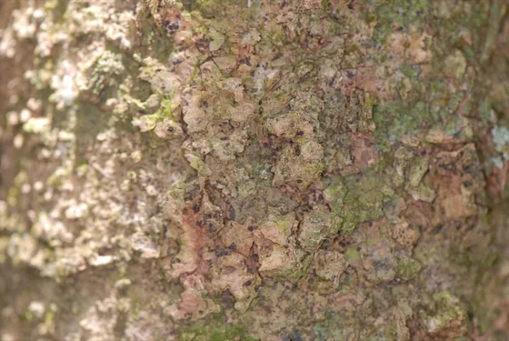 Sugar Hackberry (Celtis laevigata)