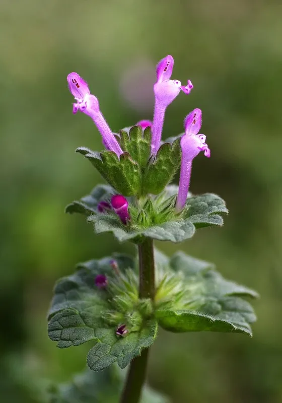 Henbit (Lamium amplexicaule)